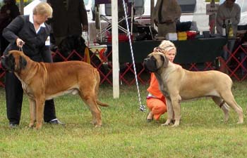 001_dogbbe