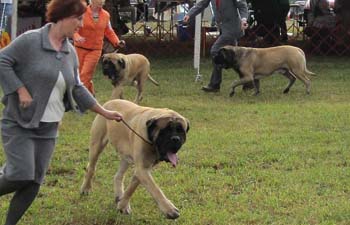 004_dogbbe