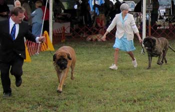 005_dogopen