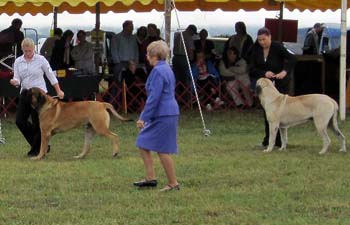006_dogopen