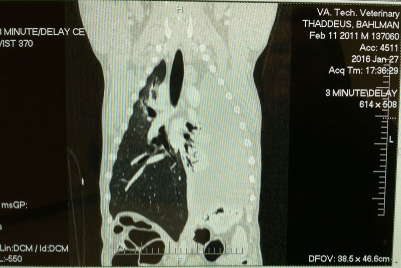 draining the cyst