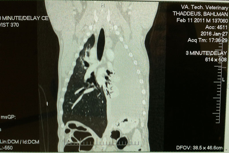 draining the cyst