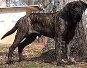 Thaddeus