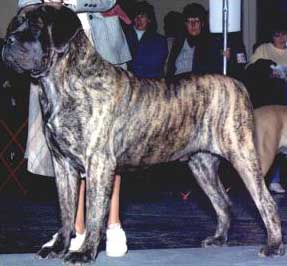 Woden winning Best of Breed at a local show.